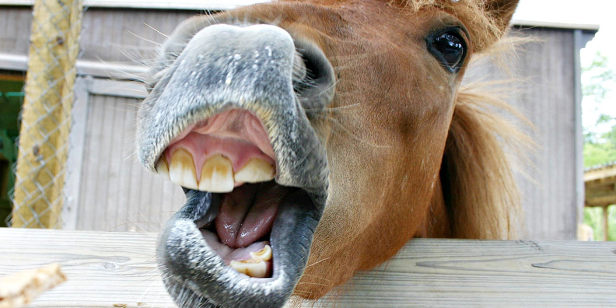 Tickling a Horse’s Gum